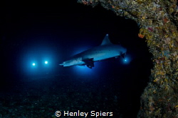 How to Surprise a Shark by Henley Spiers 